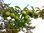 Tkemali Kirschpflaumensauce grün herb-fruchtig ტყემალი 270 g