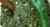 Ajika აჯიკა მეგრული grüne Würzpaste  250 g